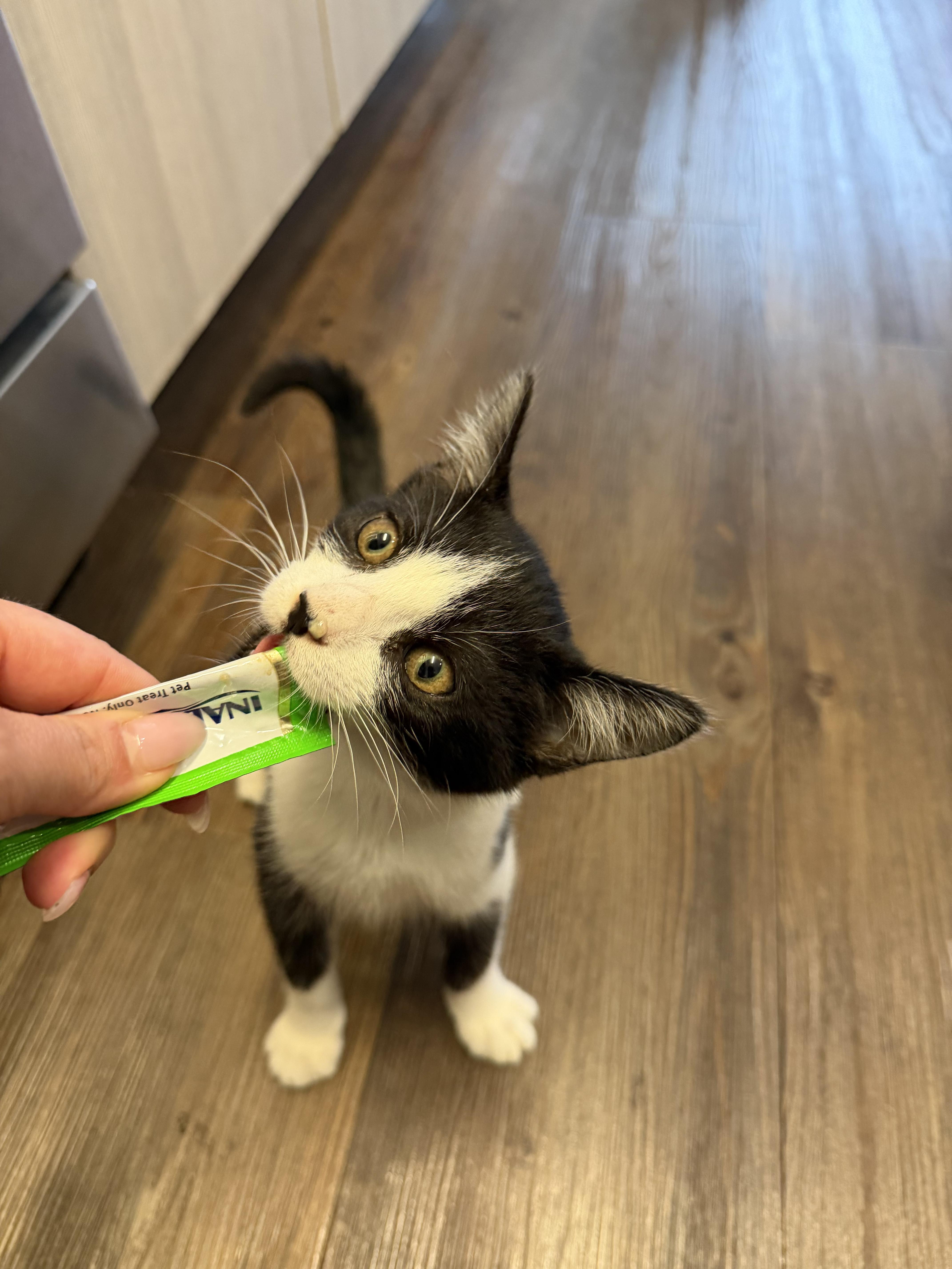 Oreo- PRIORITY!!, ADOPTABLE, Kitten Male Domestic Short Hair.