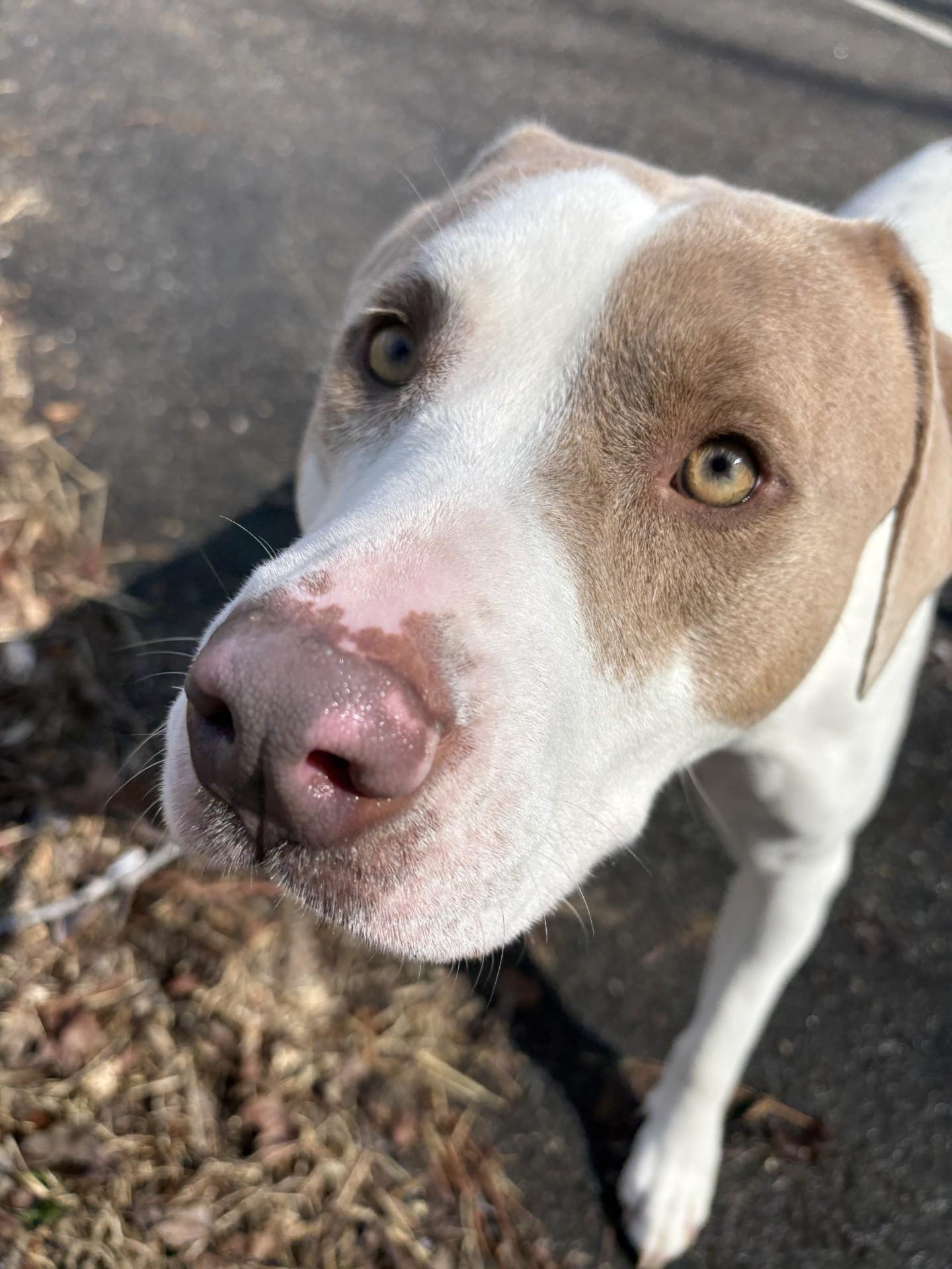 Enlarge Isabella, a ADOPTABLE Pit Bull Terrier in Ashland, VA image 2/3