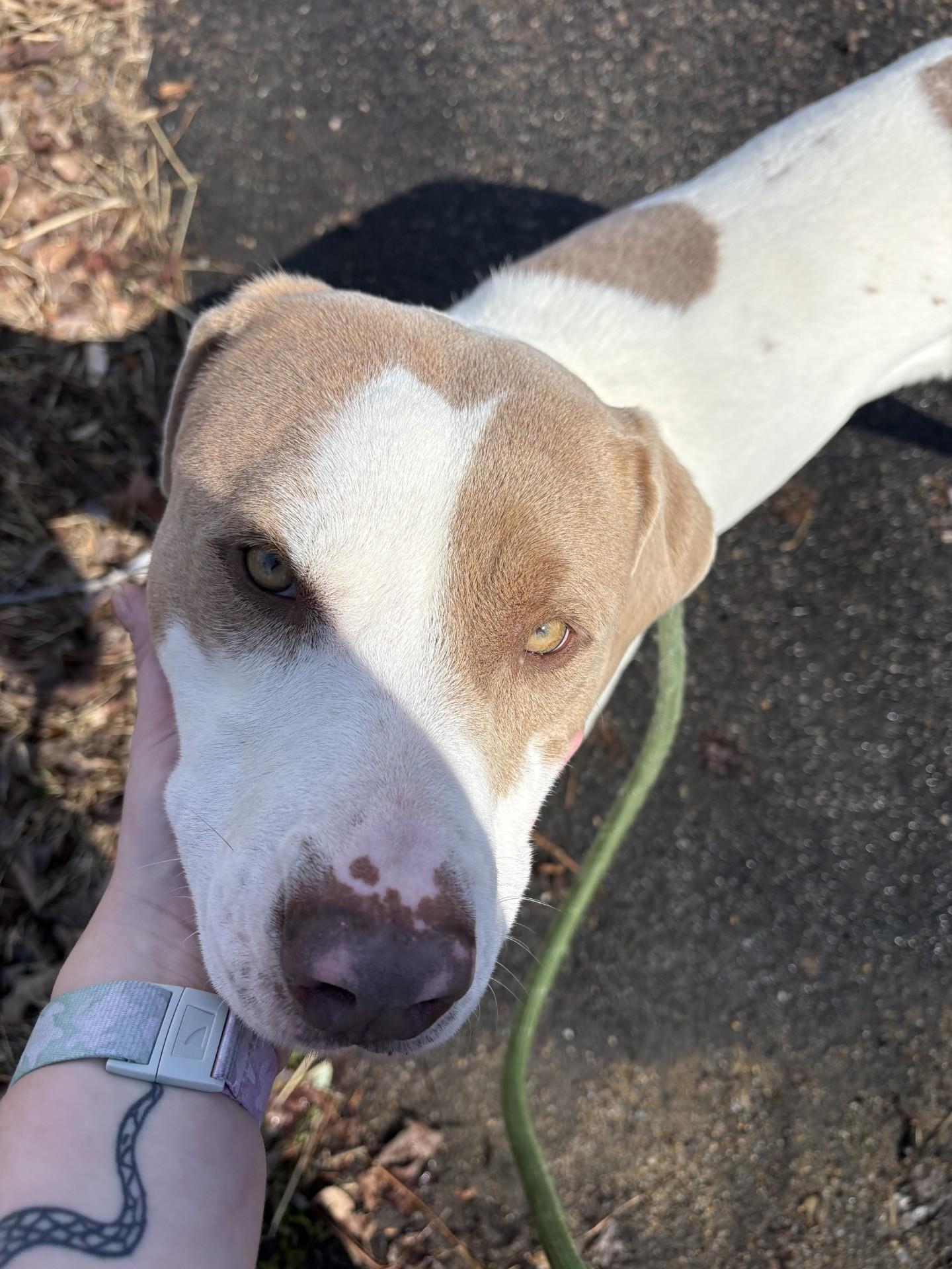 Enlarge Isabella, a ADOPTABLE Pit Bull Terrier in Ashland, VA image 3/3