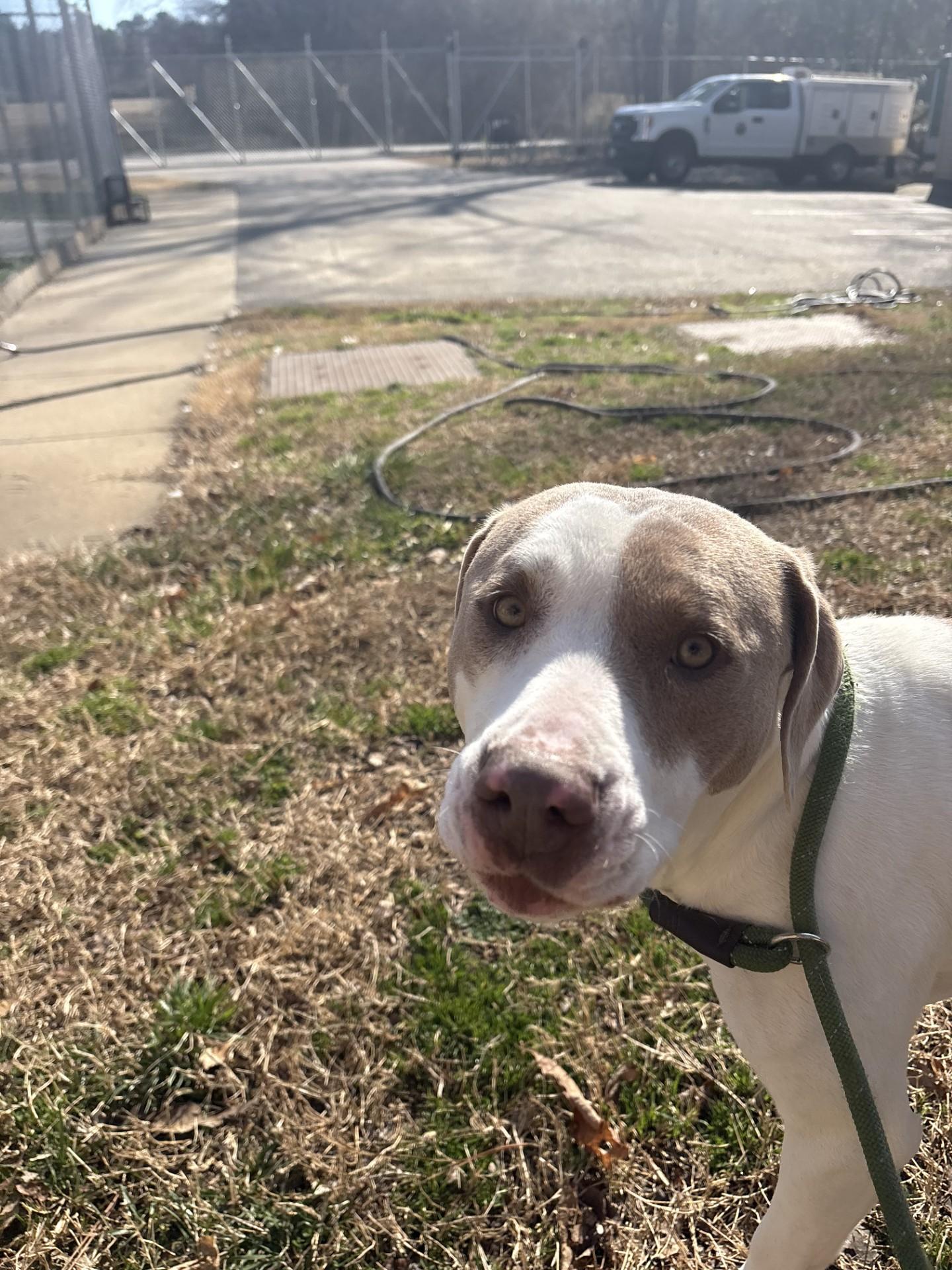 Isabella, ADOPTABLE, Adult Female Pit Bull Terrier.
