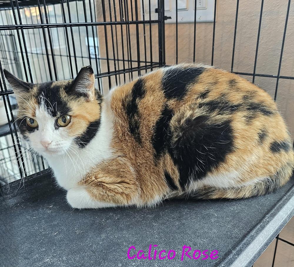 Calico Rose, Adoptable, Adult Female Calico.