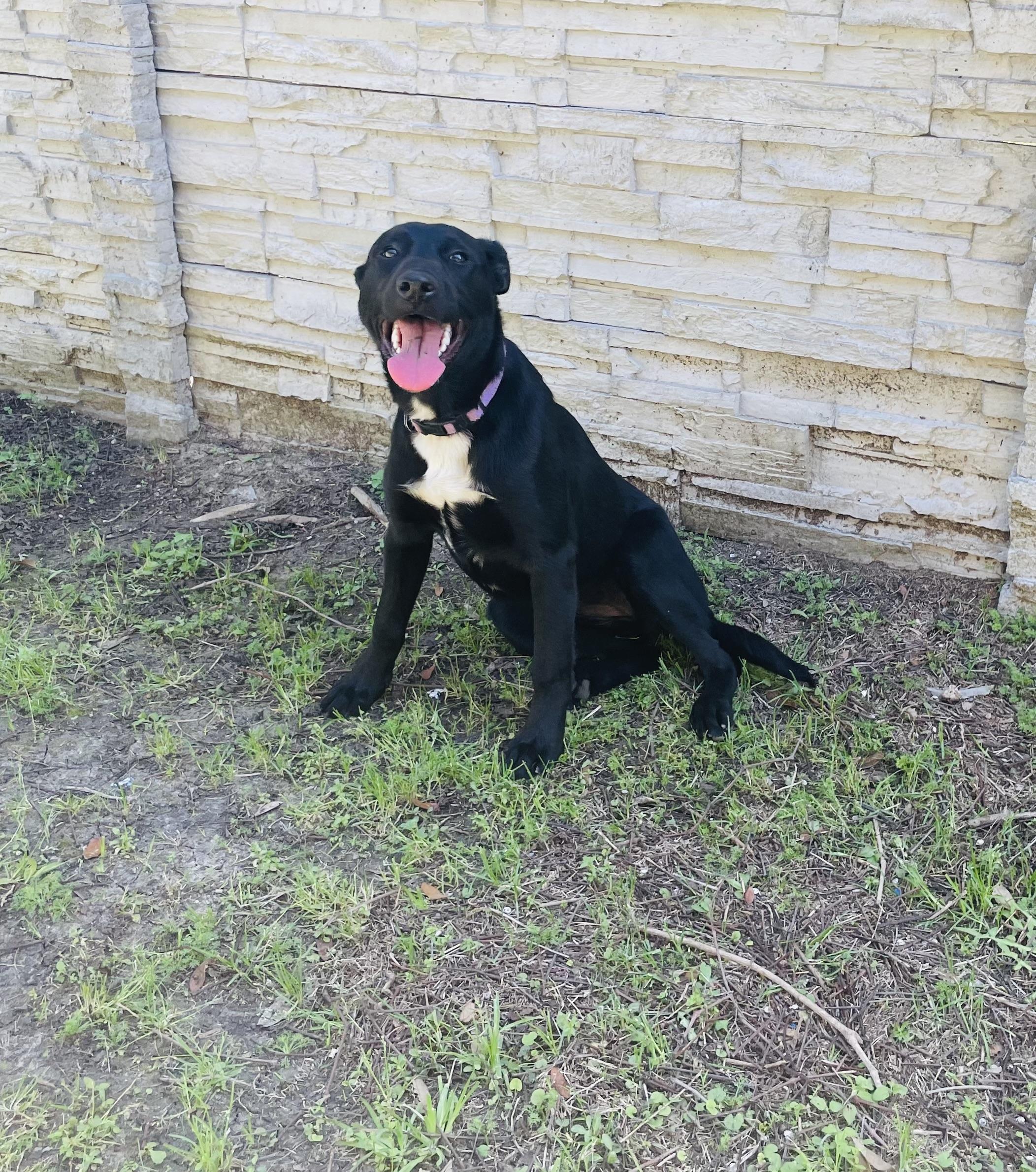 Enlarge Ewenice , a ADOPTABLE mixed breed in Seabrook, TX image 2/6