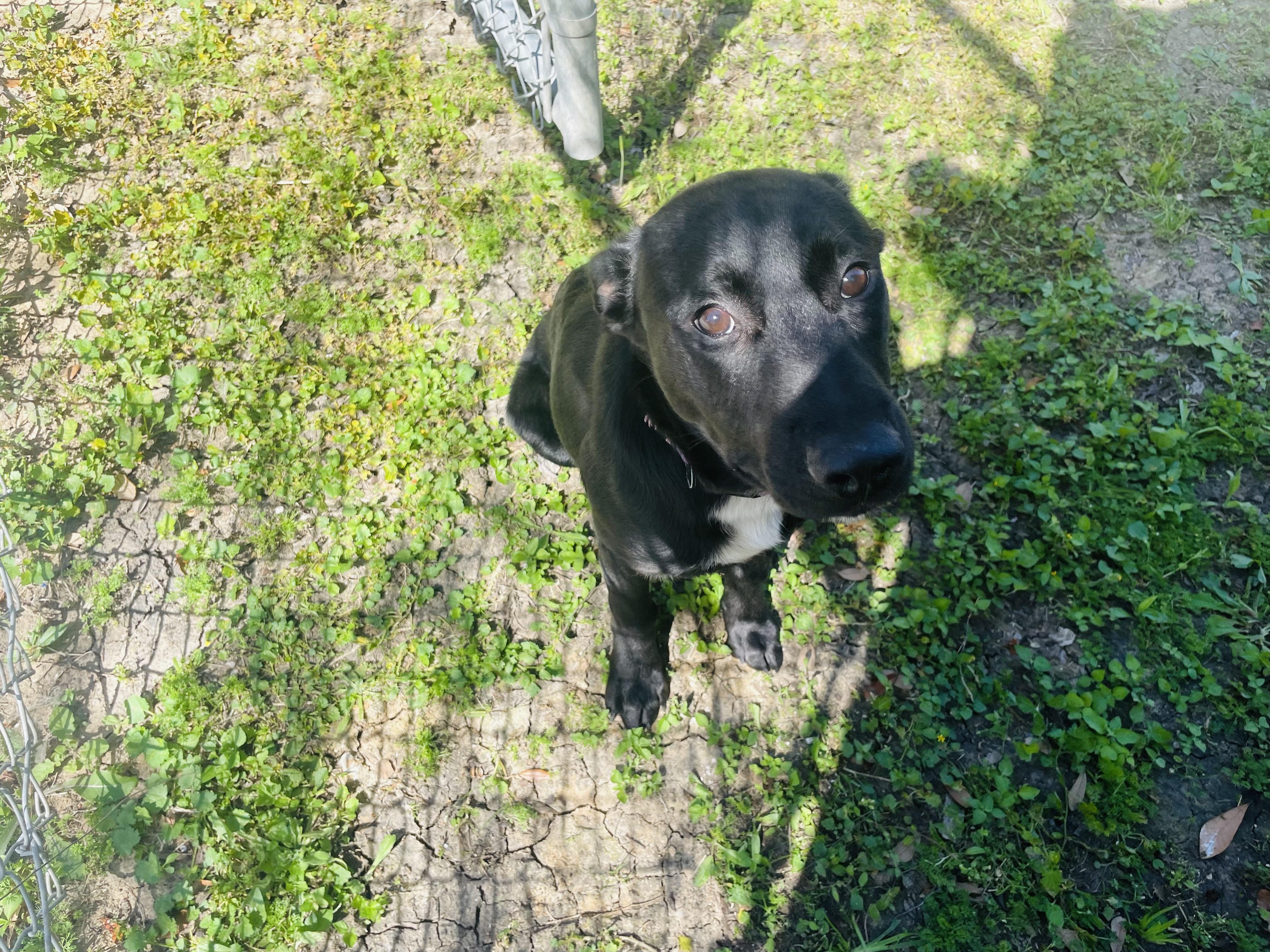 Enlarge Ewenice , a ADOPTABLE mixed breed in Seabrook, TX image 5/6