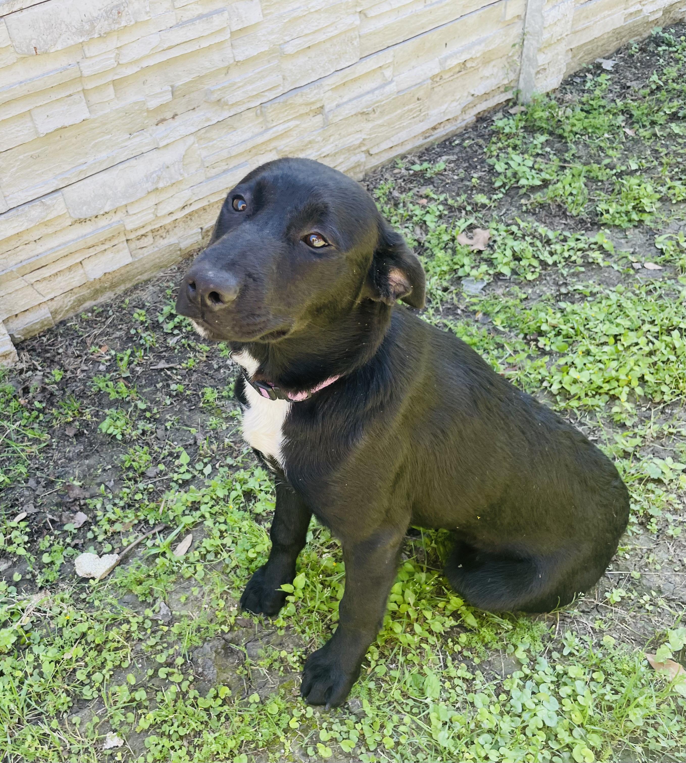 Enlarge Ewenice , a ADOPTABLE mixed breed in Seabrook, TX image 3/6