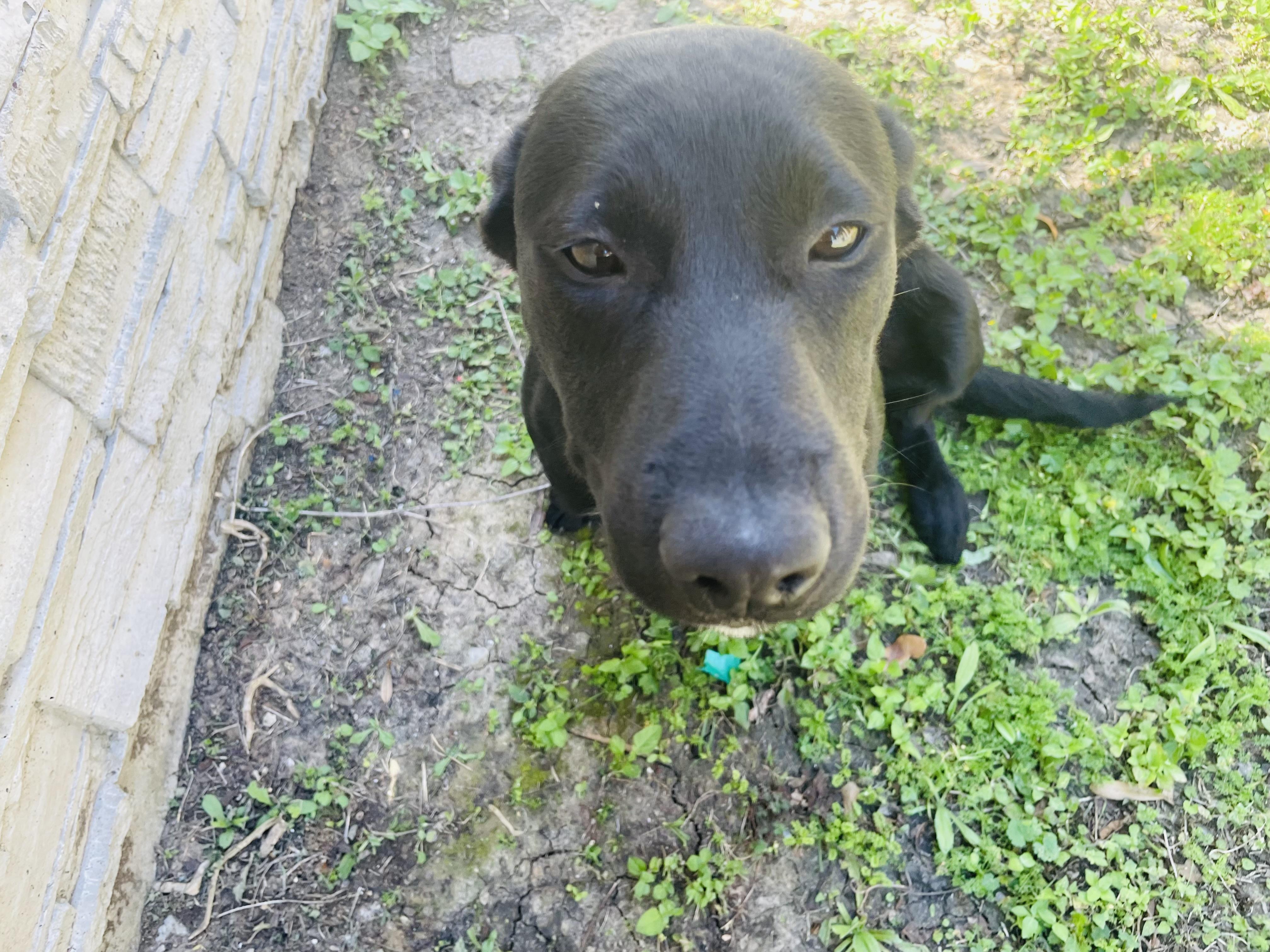 Enlarge Ewenice , a ADOPTABLE mixed breed in Seabrook, TX image 6/6