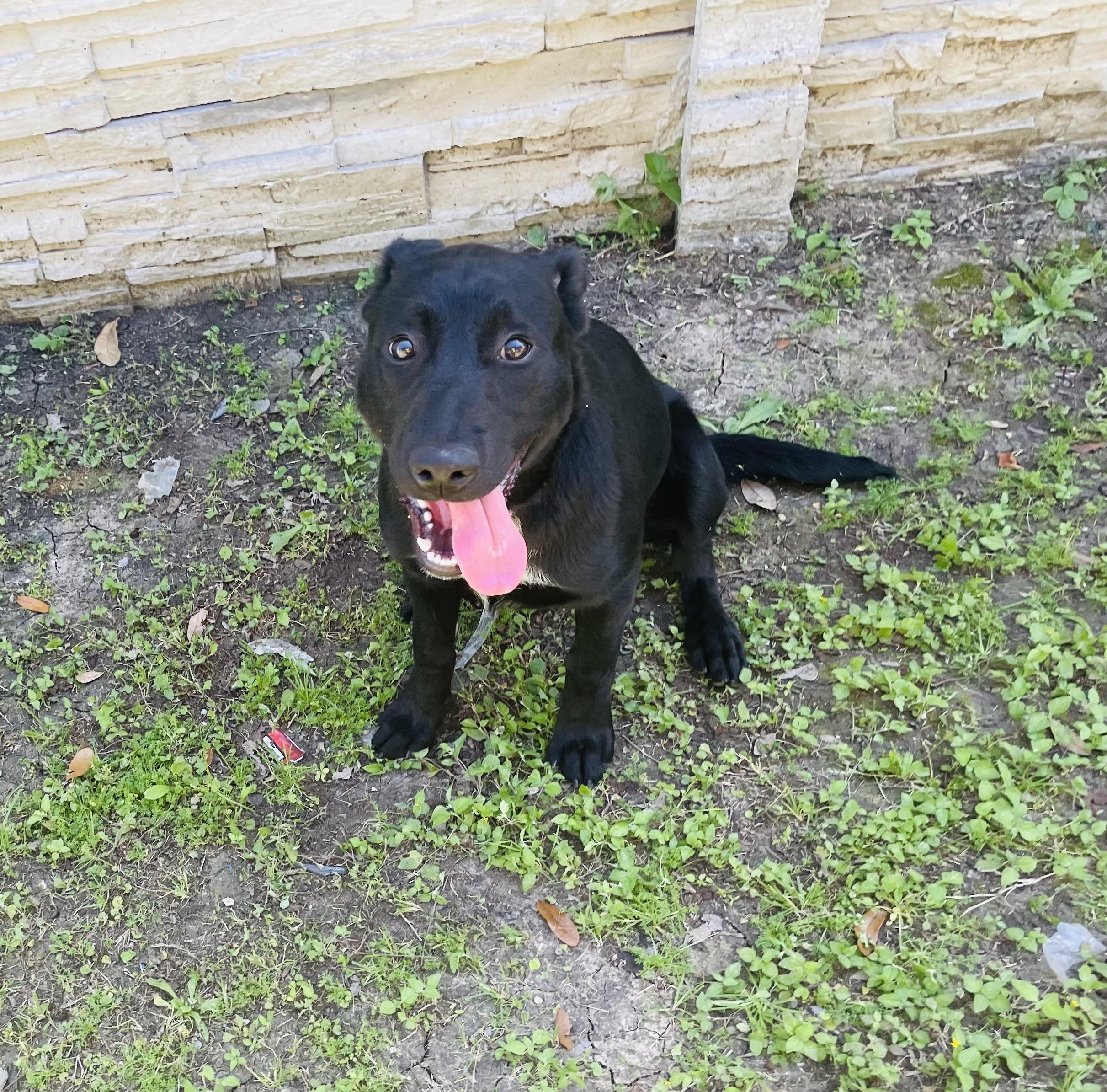 Ewenice , ADOPTABLE, Young Female Border Collie & German Shorthaired Pointer.