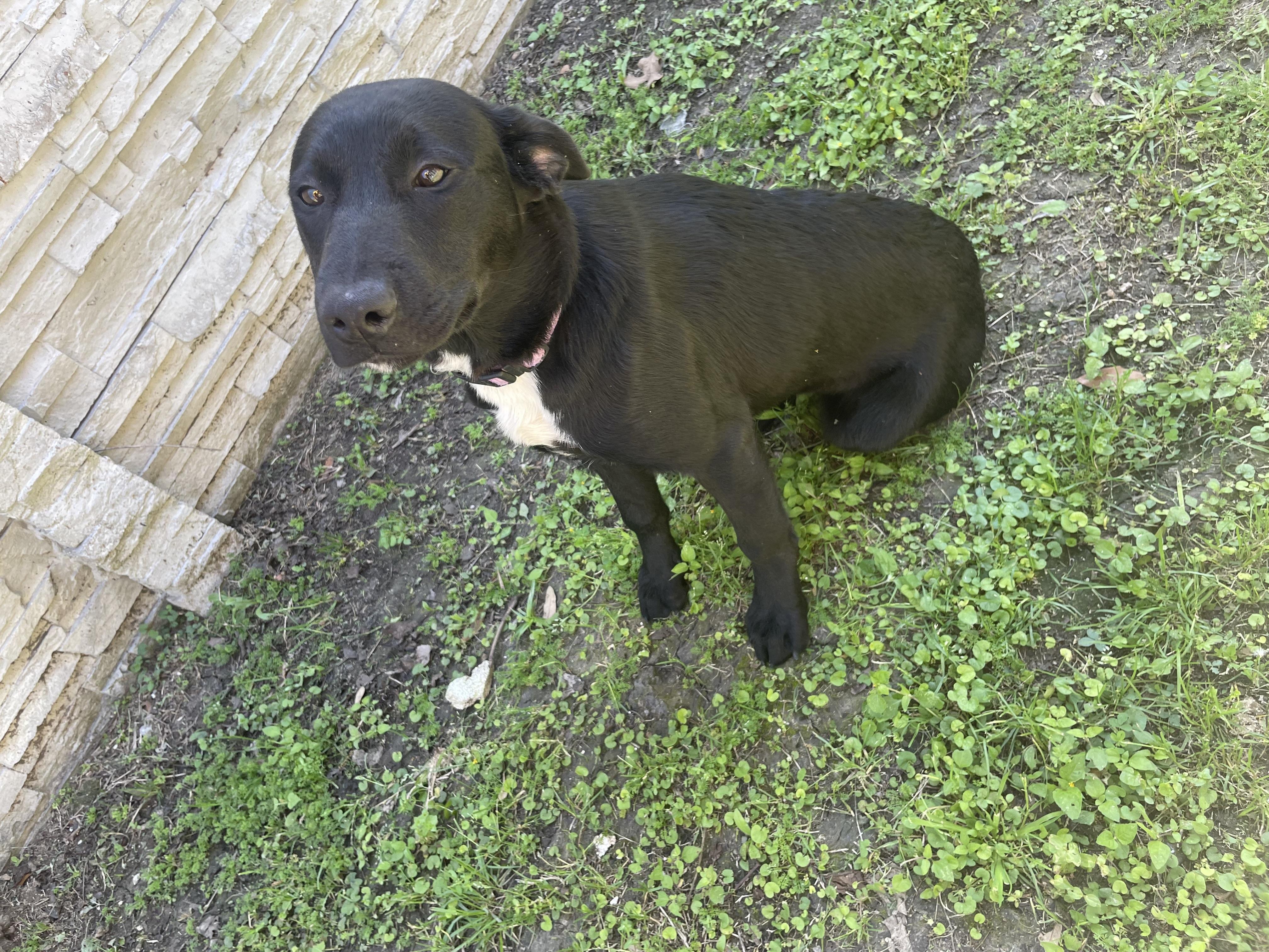 Enlarge Ewenice , a ADOPTABLE mixed breed in Seabrook, TX image 4/6
