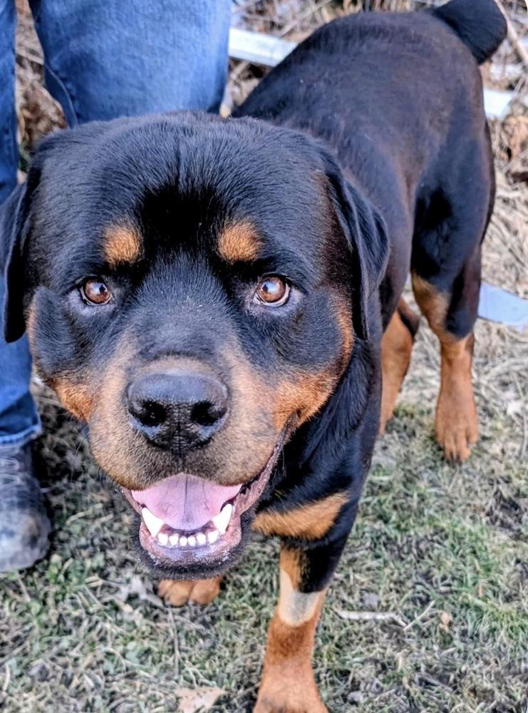 Pj, Adoptable, Adult Male Rottweiler.