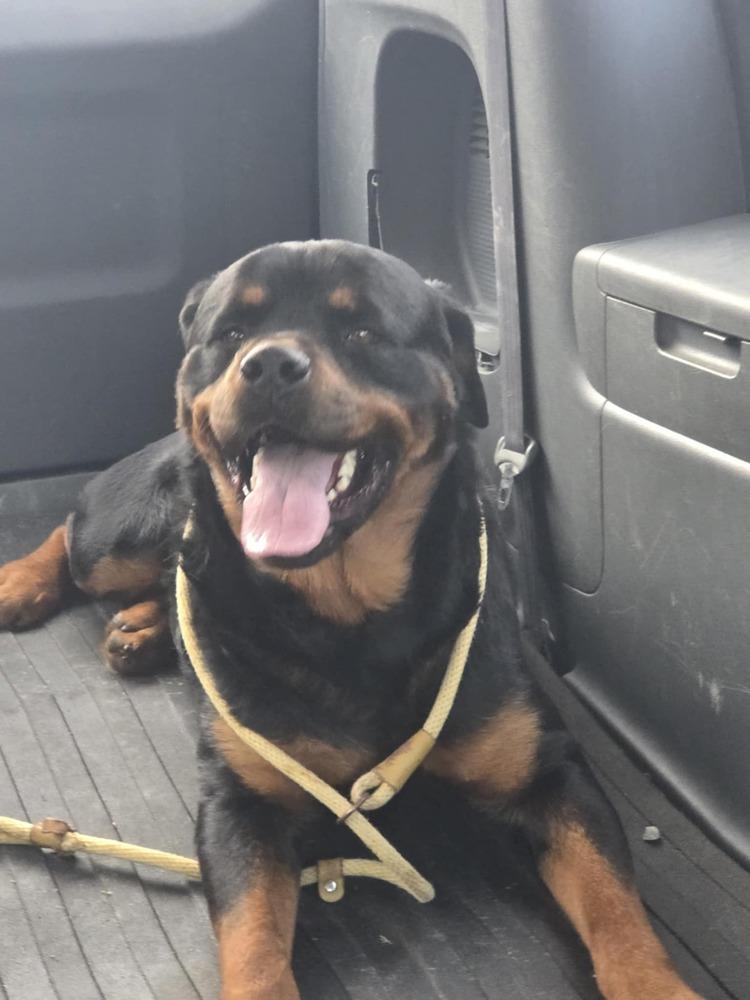 Pj, a Adoptable Rottweiler in Irwin, PA image 2/4