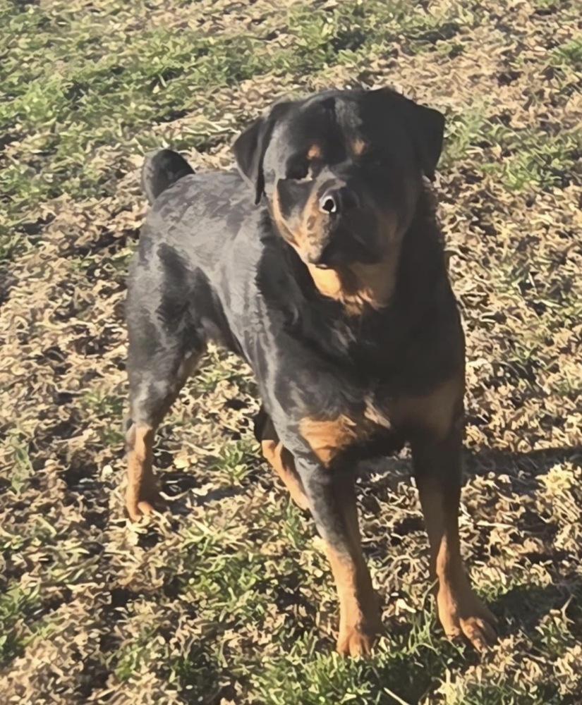 Pj, a Adoptable Rottweiler in Irwin, PA image 3/4