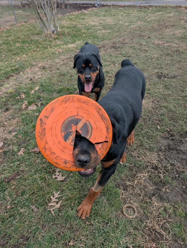 Enlarge Pj, a Adoptable Rottweiler in Irwin, PA image 2/6