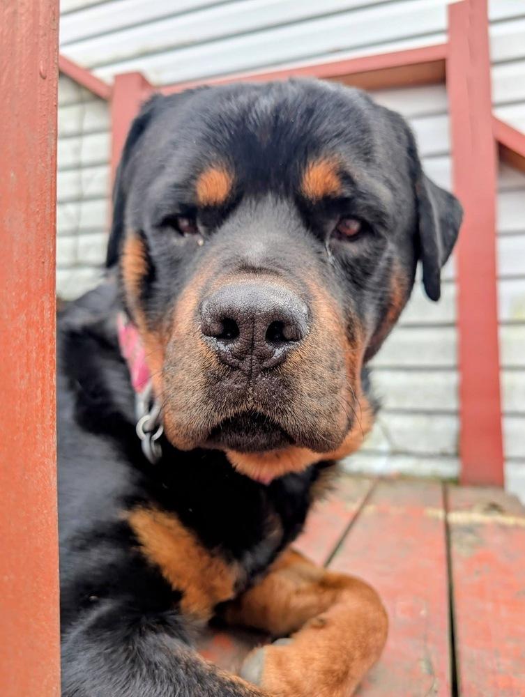 Enlarge Pj, a Adoptable Rottweiler in Irwin, PA image 3/6