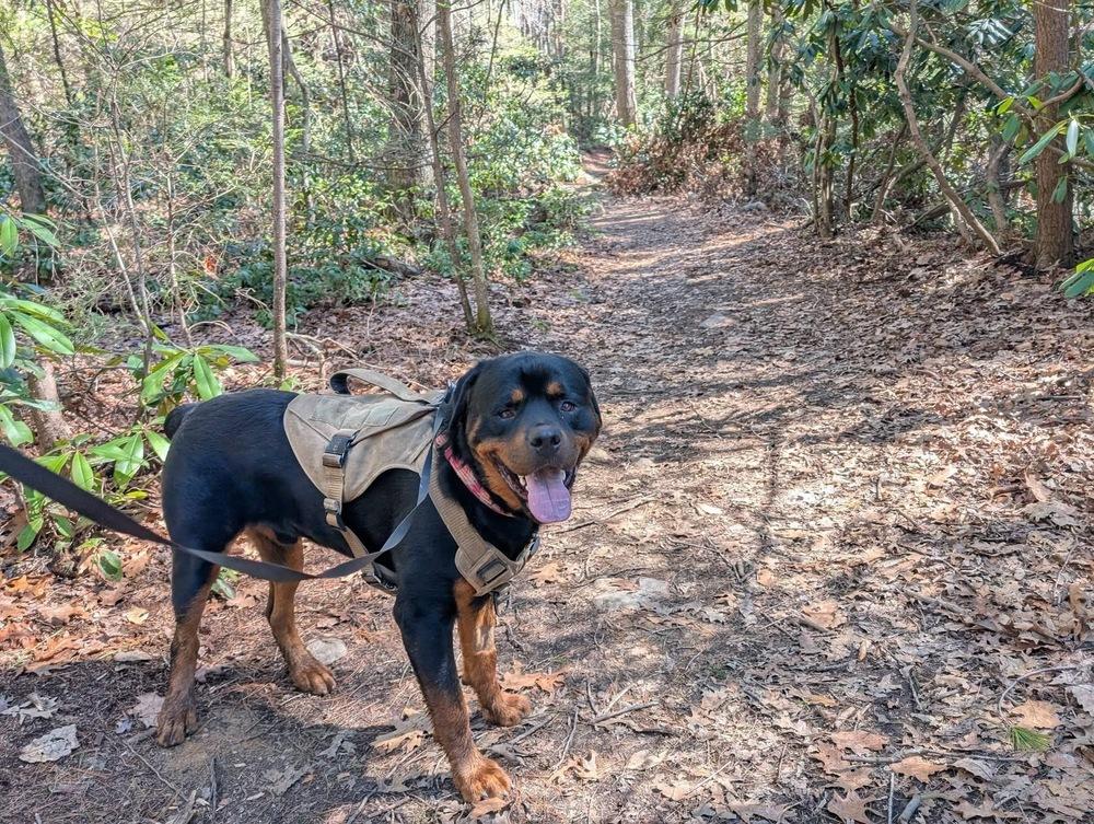 Enlarge Pj, a Adoptable Rottweiler in Irwin, PA image 5/6