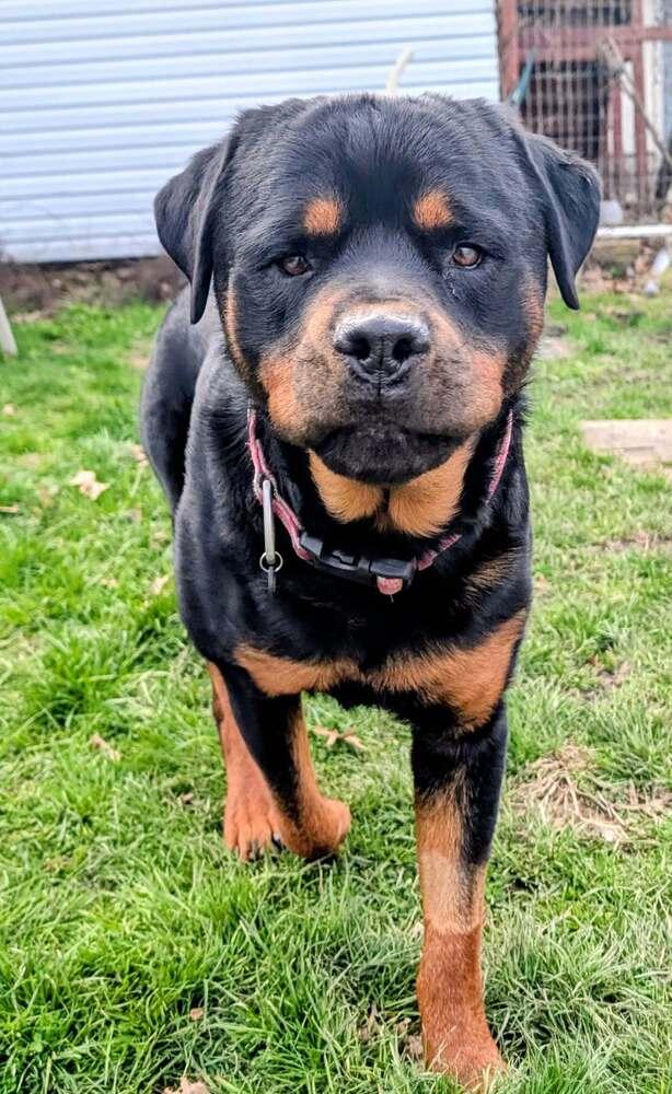 Enlarge Pj, a Adoptable Rottweiler in Irwin, PA image 6/6