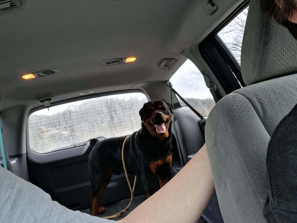 Pj, a Adoptable Rottweiler in Irwin, PA image 4/4