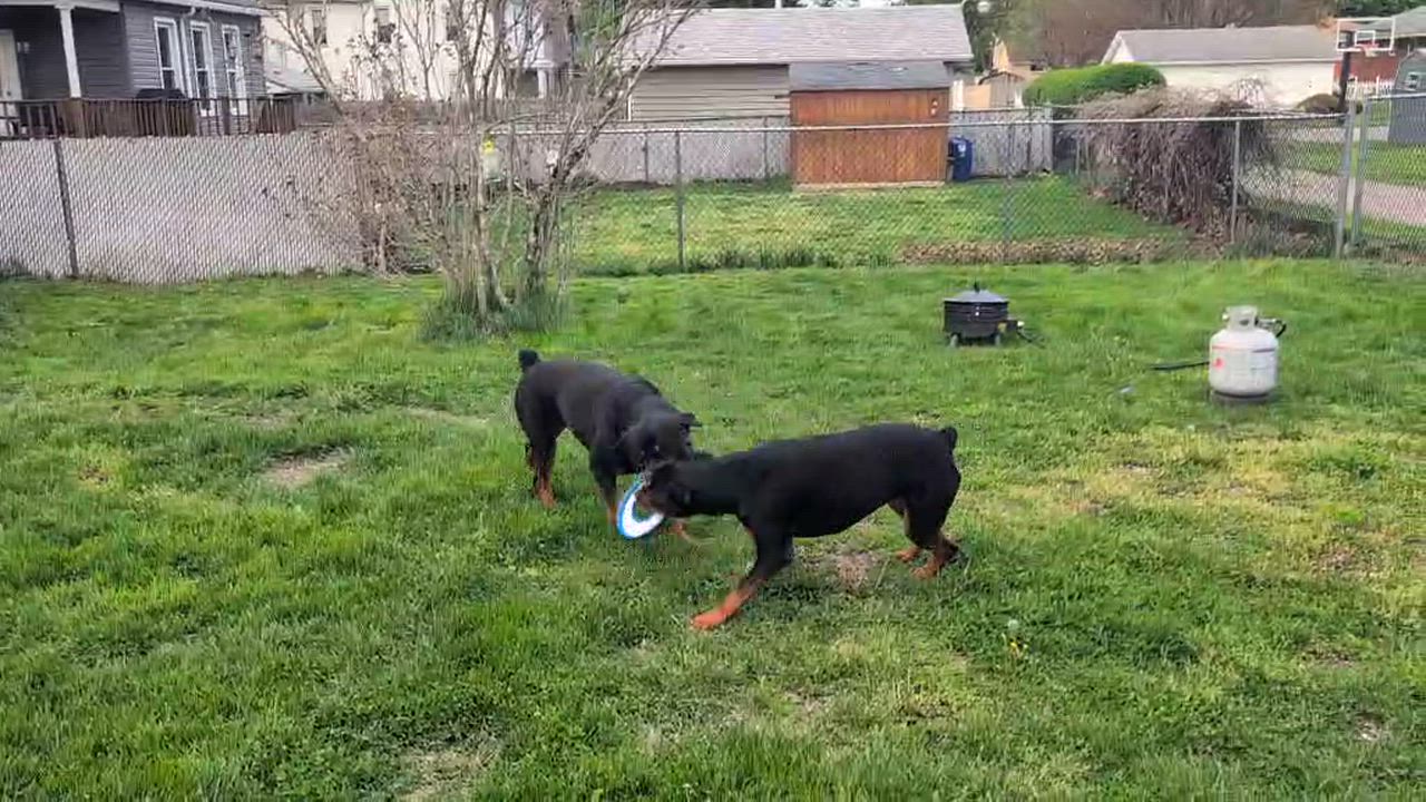 Enlarge Pj, a Adoptable Rottweiler in Irwin, PA video 6/6