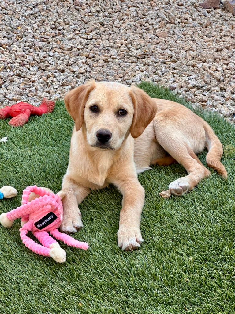 Daisy, a Adoptable Labrador Retriever in Glendale, AZ image 1/3