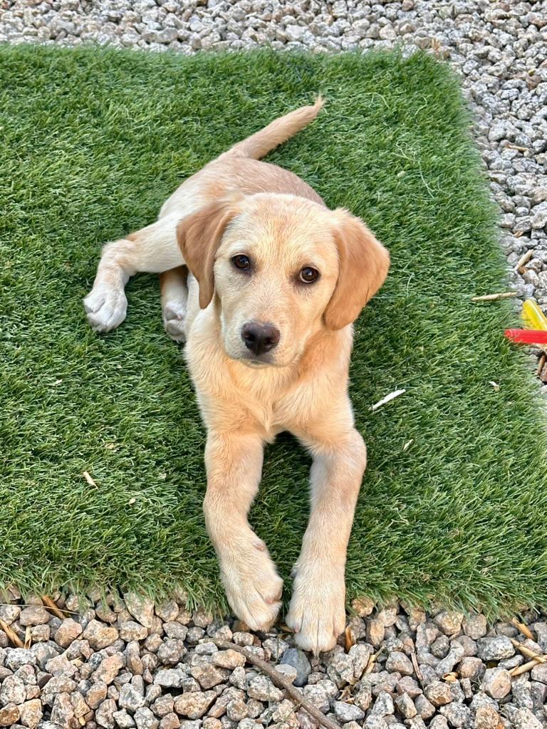 Daisy, a Adoptable Labrador Retriever in Glendale, AZ image 2/3