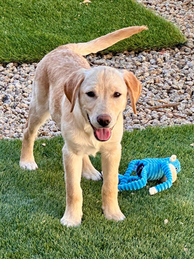 Daisy, a Adoptable Labrador Retriever in Glendale, AZ image 3/3