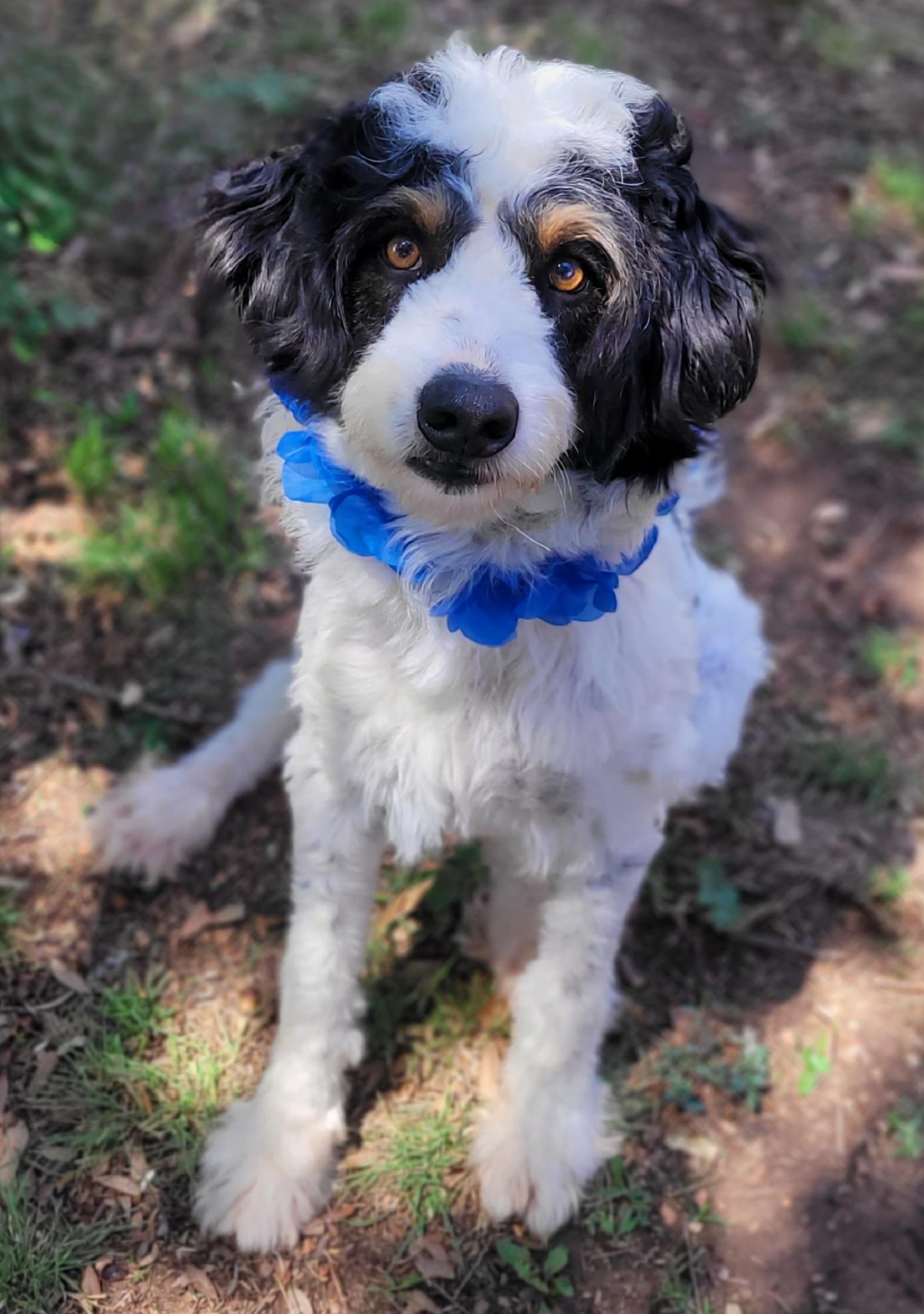 Enlarge Jambalaya, a ADOPTABLE Aussiedoodle in Vernon, TX image 3/3