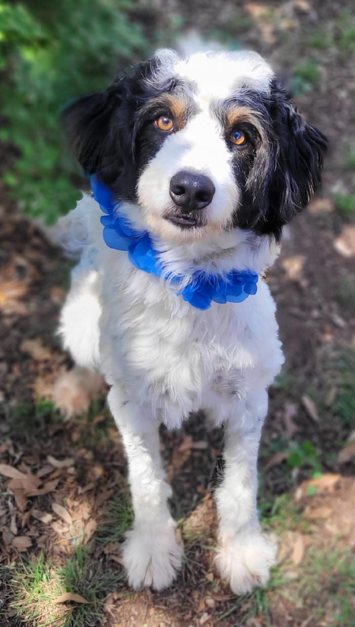 Jambalaya, ADOPTABLE, Young Male Aussiedoodle.