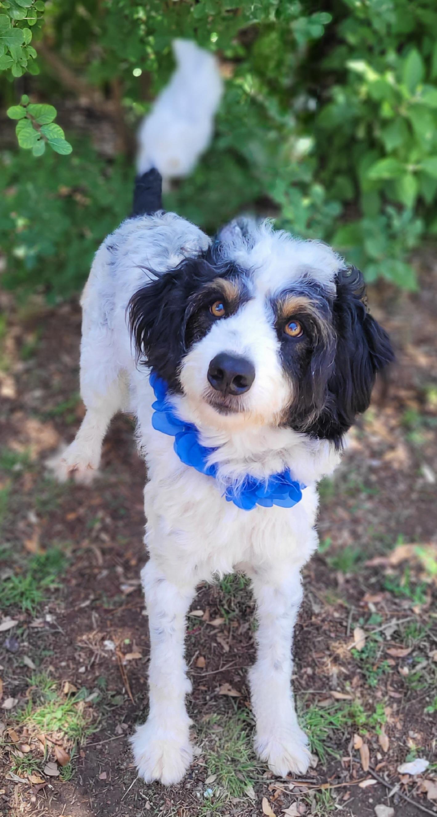 Enlarge Jambalaya, a ADOPTABLE Aussiedoodle in Vernon, TX image 2/3