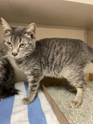 Ollie, ADOPTABLE, Young Female Domestic Short Hair.