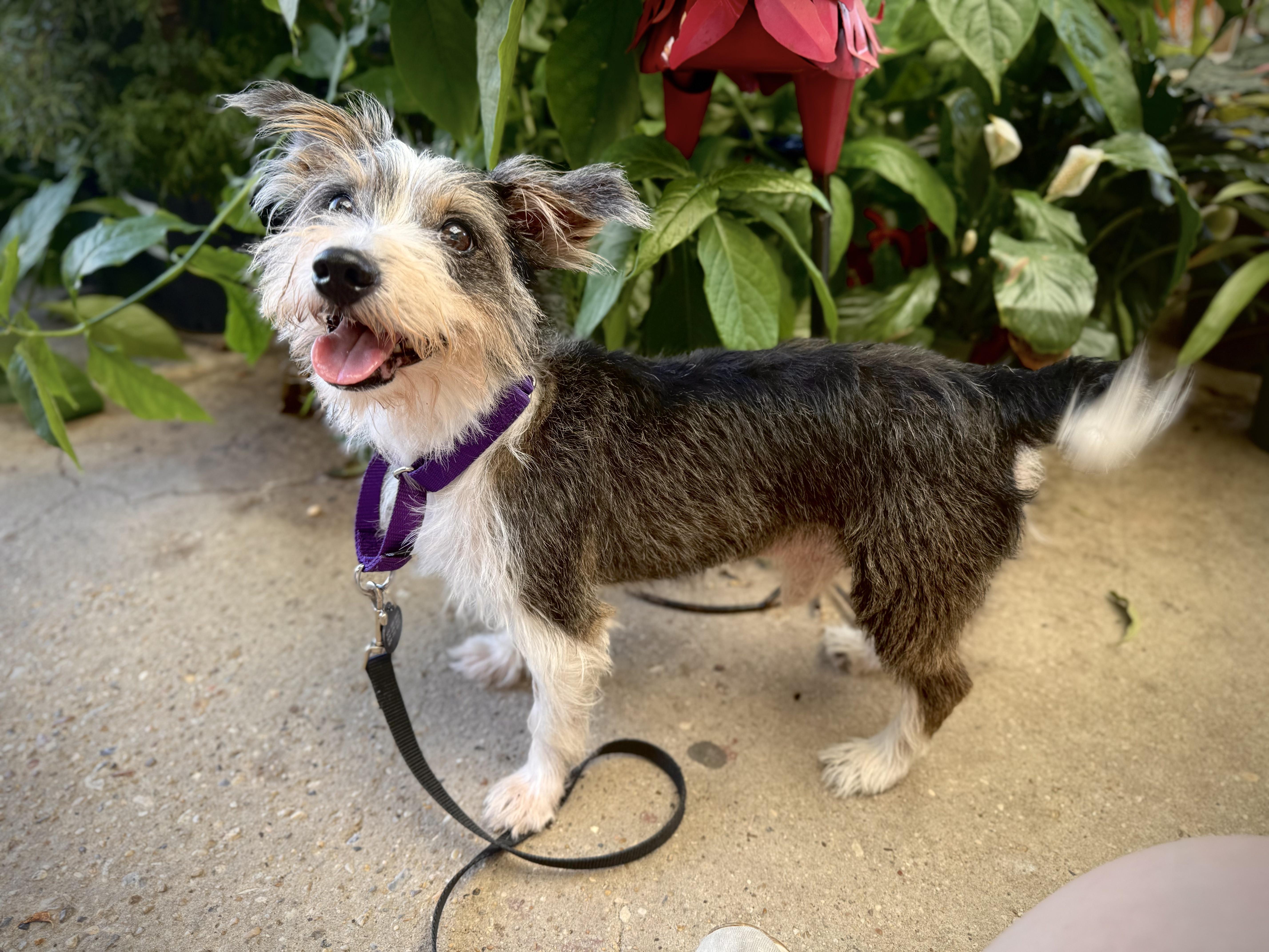 Enlarge Opie at Jefferson Feed, a Adopted mixed breed in Jefferson, LA image 2/6
