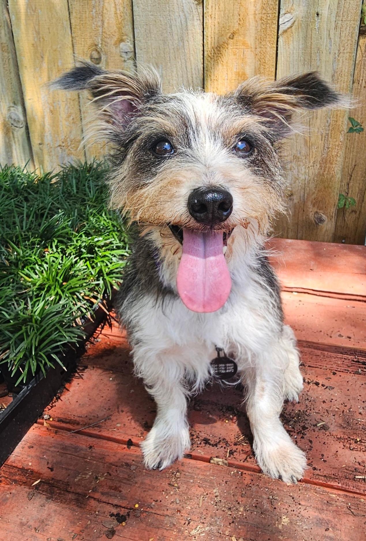Enlarge Opie at Jefferson Feed, a Adopted mixed breed in Jefferson, LA image 6/6