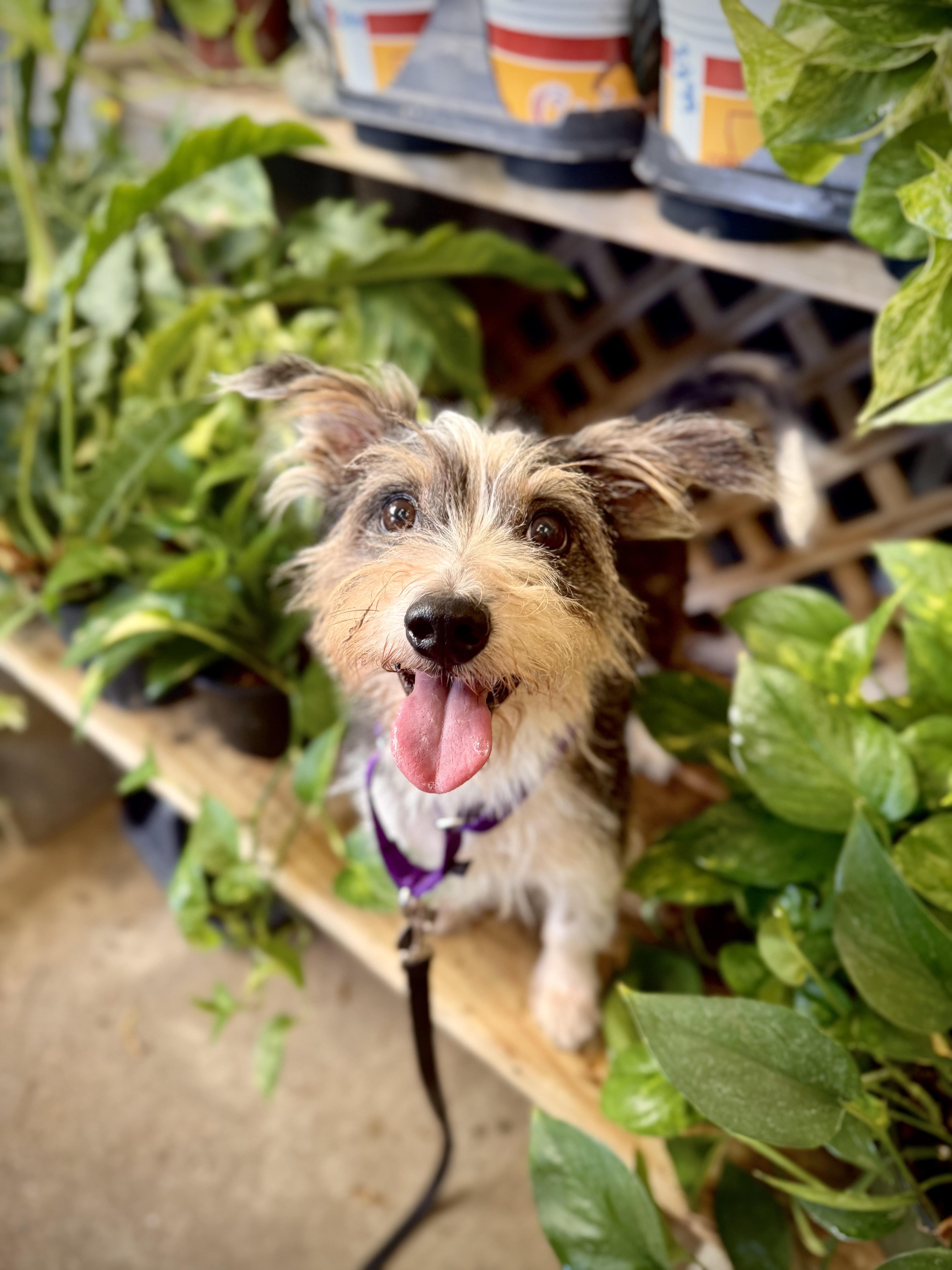 Enlarge Opie at Jefferson Feed, a Adopted mixed breed in Jefferson, LA image 4/6