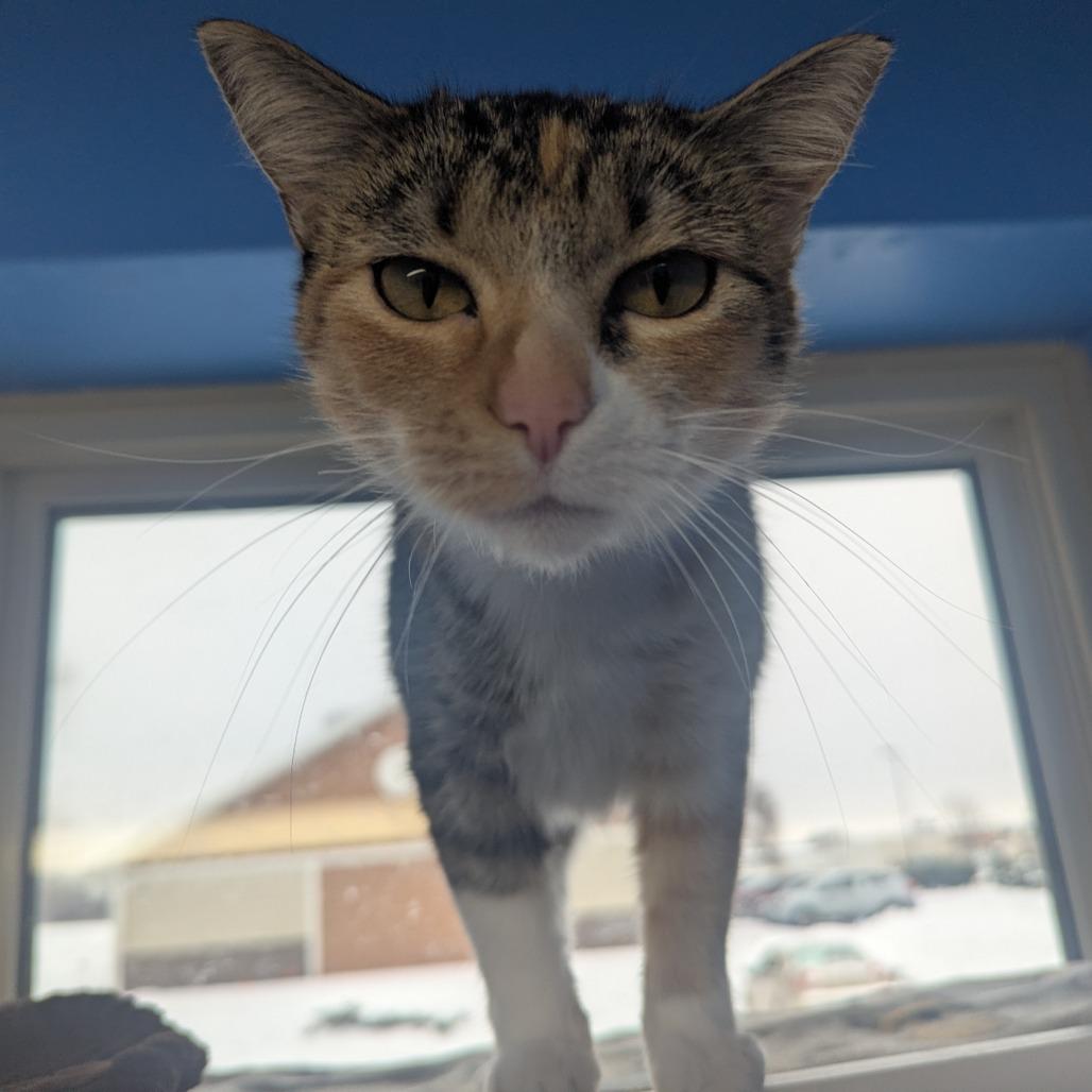 Bambi Baby, Adoptable, Adult Female Domestic Short Hair.