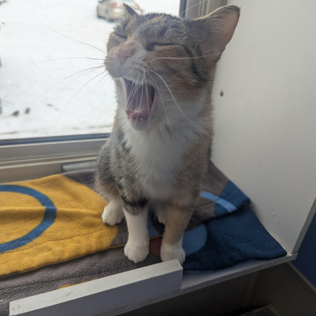 Enlarge Bambi Baby, a Adoptable Domestic Short Hair image 2/5