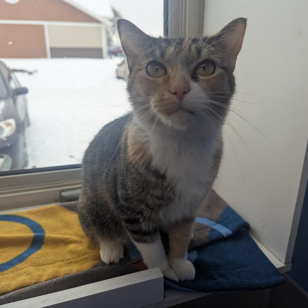 Enlarge Bambi Baby, a Adoptable Domestic Short Hair image 3/5