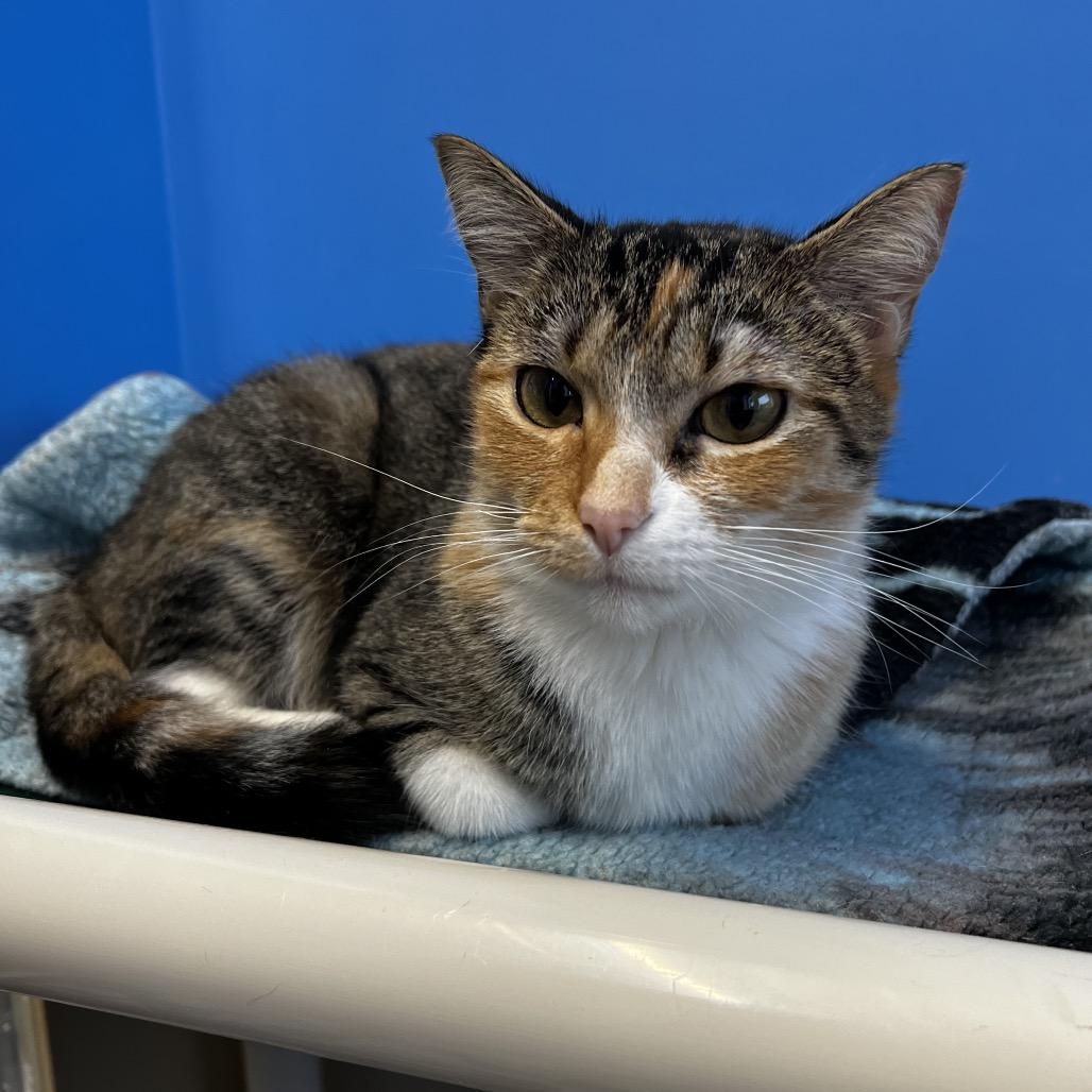 Enlarge Bambi Baby, a Adoptable Domestic Short Hair image 4/5