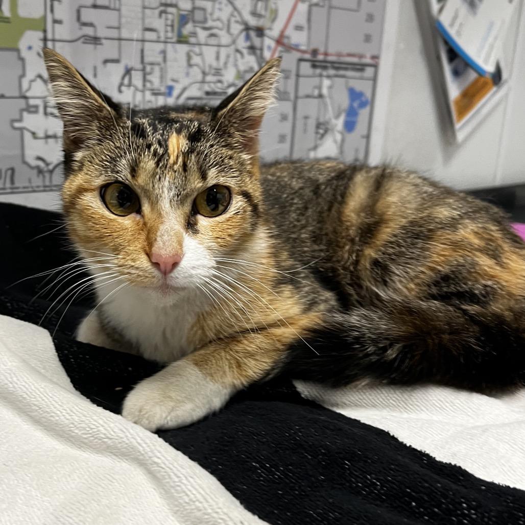 Enlarge Bambi Baby, a Adoptable Domestic Short Hair image 5/5