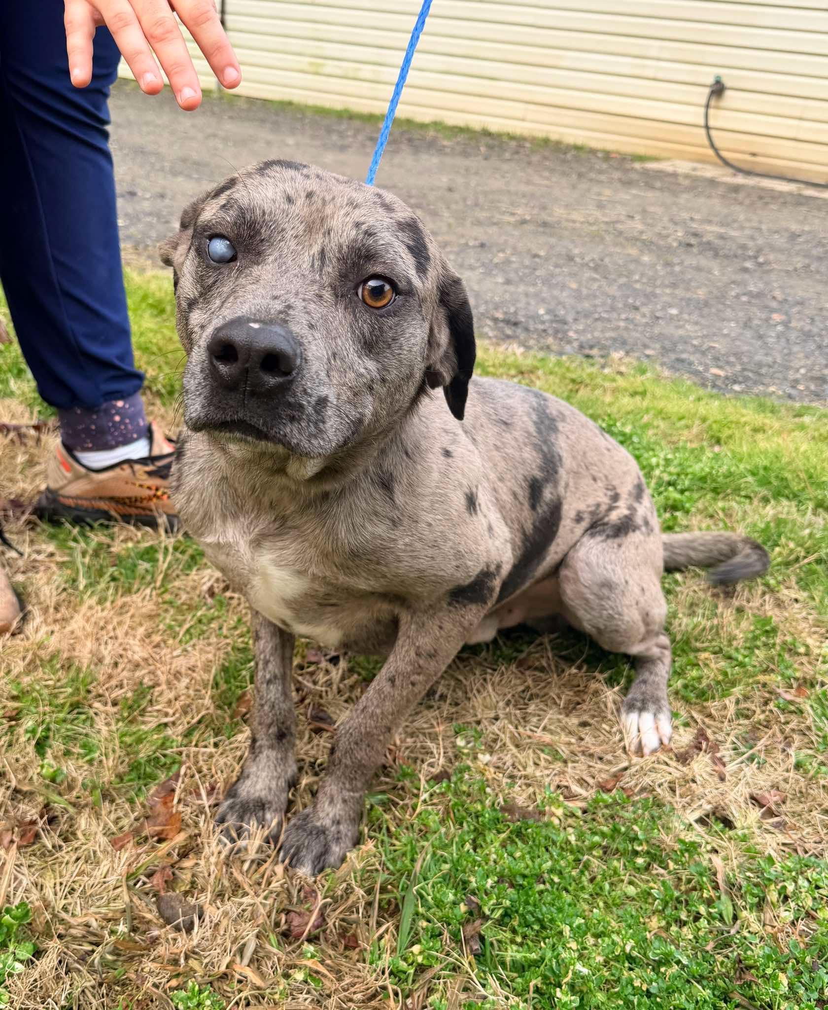 Kringle - LA, a ADOPTABLE mixed breed in Warren, ME image 1/5