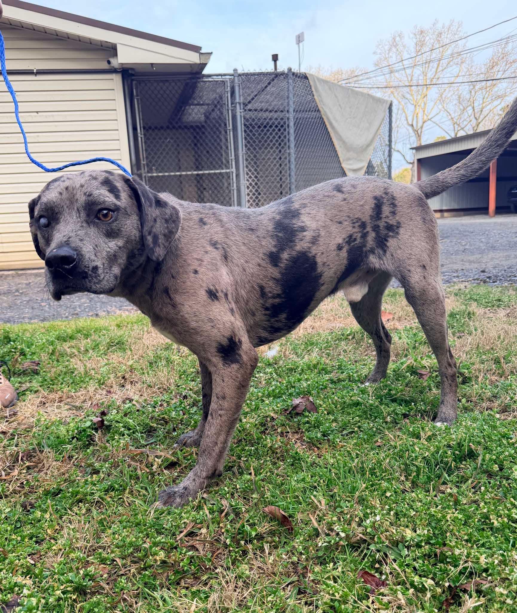 Kringle - LA, a ADOPTABLE mixed breed in Warren, ME image 2/5