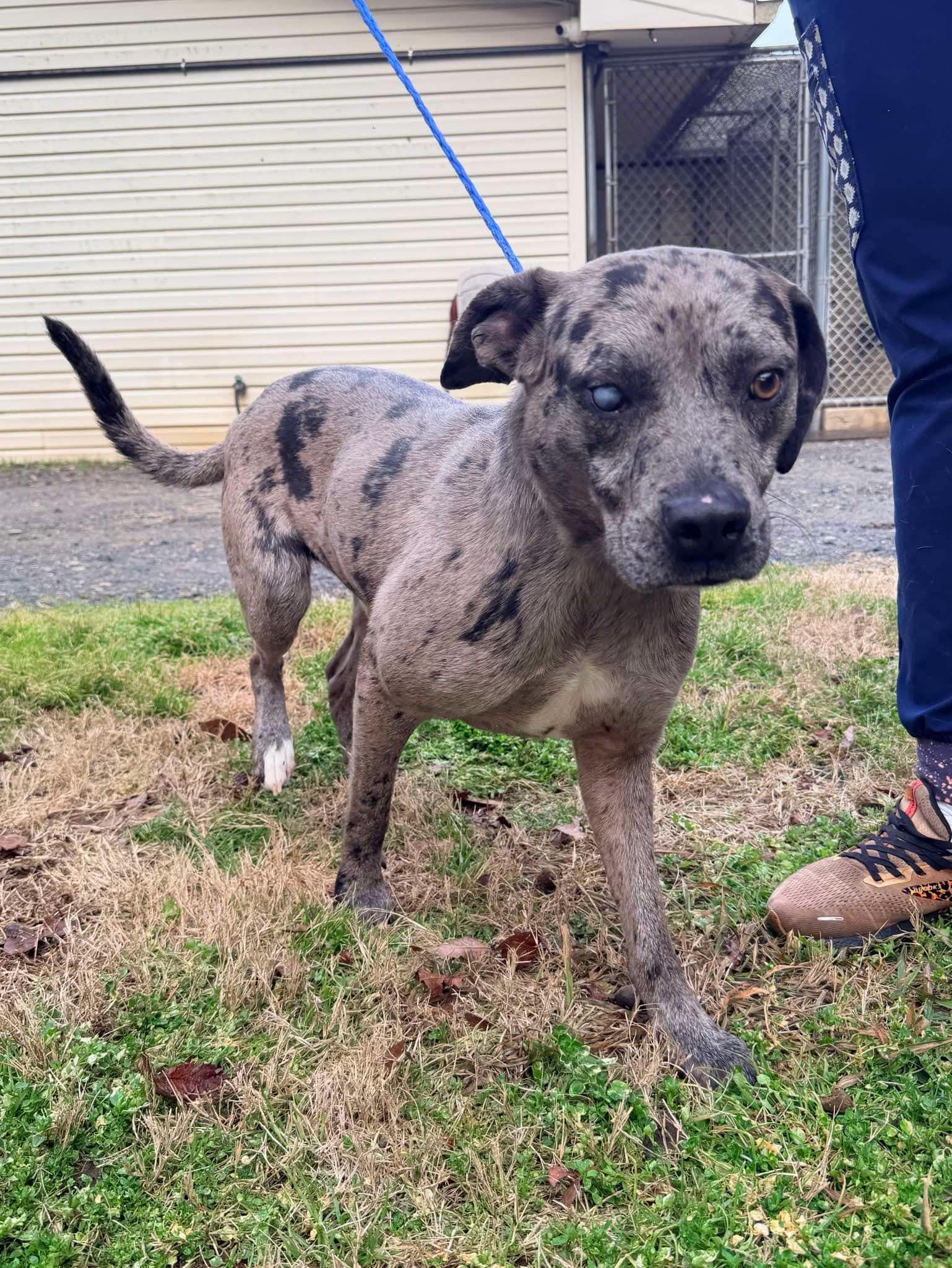 Kringle - LA, a ADOPTABLE mixed breed in Warren, ME image 3/5