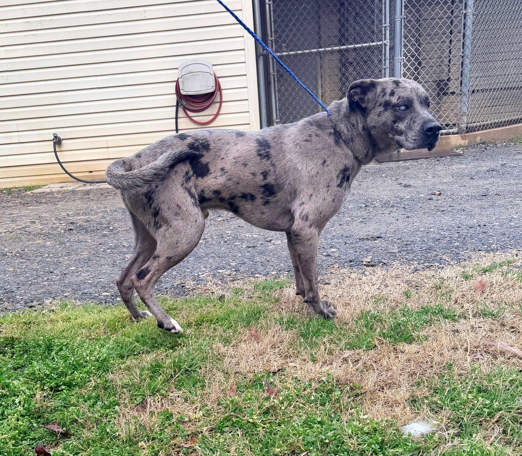 Kringle - LA, a ADOPTABLE mixed breed in Warren, ME image 4/5
