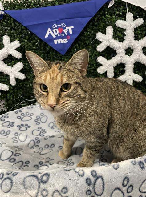 HOLLY, Adoptable, Young Female Domestic Short Hair.