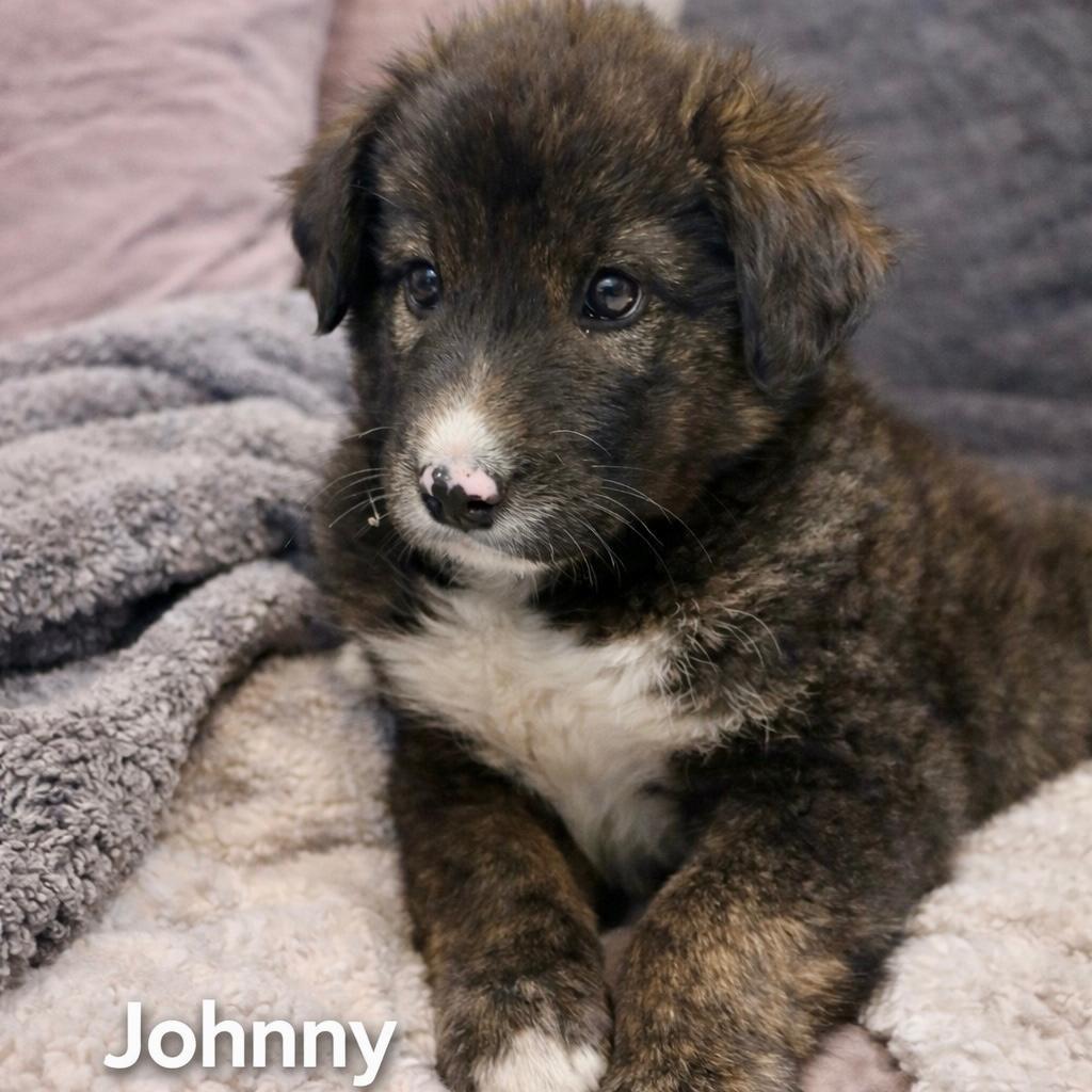 Johnny, Adoptable, Puppy Male Husky.