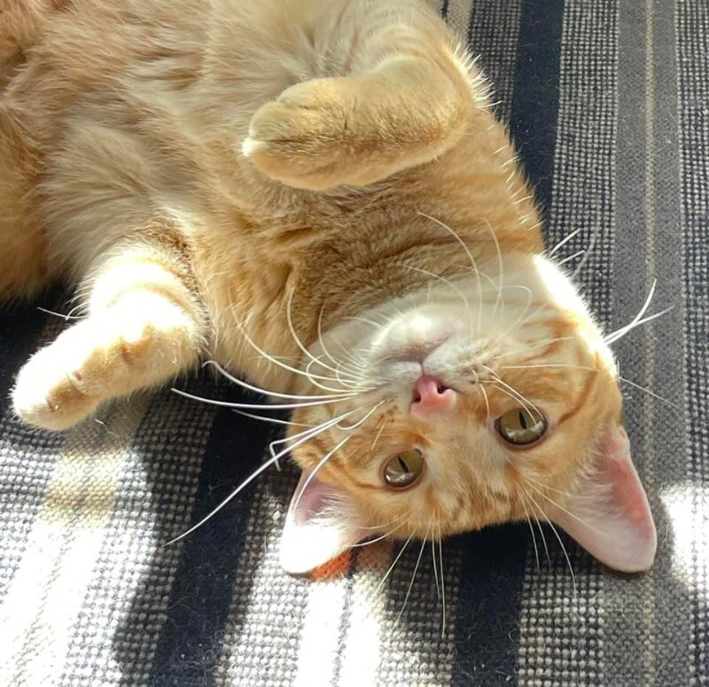 Cat for adoption Popcorn, a Domestic Short Hair Mix in vancouver, WA