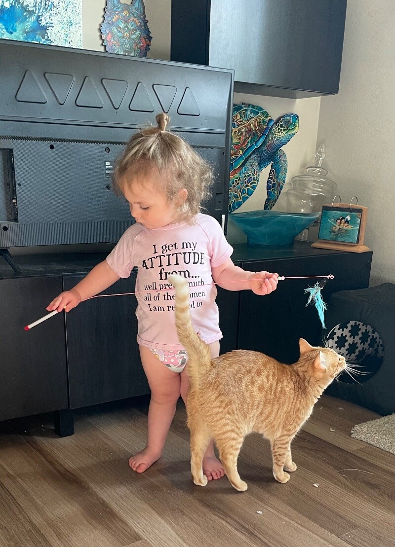 Cat for adoption Popcorn, a Domestic Short Hair Mix in vancouver, WA