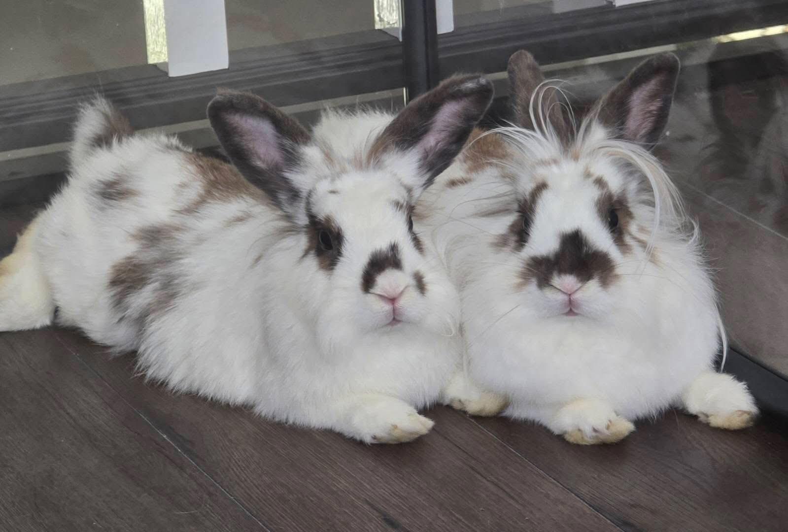 Enlarge Lala and Loopsy, a Adoptable Lionhead in St. Charles, MO image 1/5