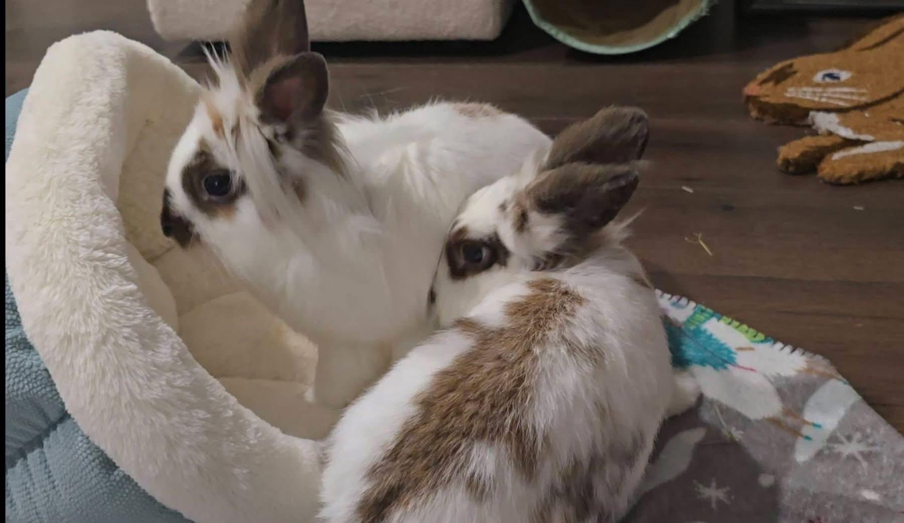 Enlarge Lala and Loopsy, a Adoptable Lionhead in St. Charles, MO image 2/5