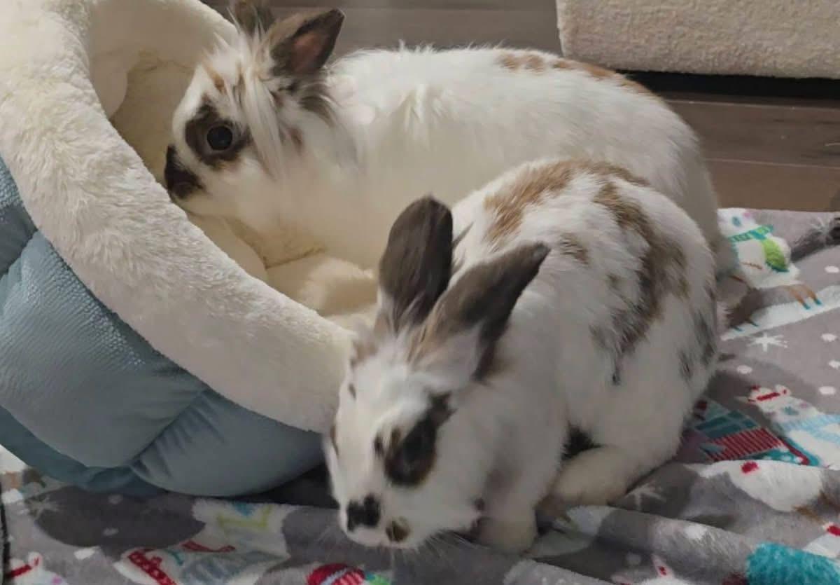 Enlarge Lala and Loopsy, a Adoptable Lionhead in St. Charles, MO image 3/5