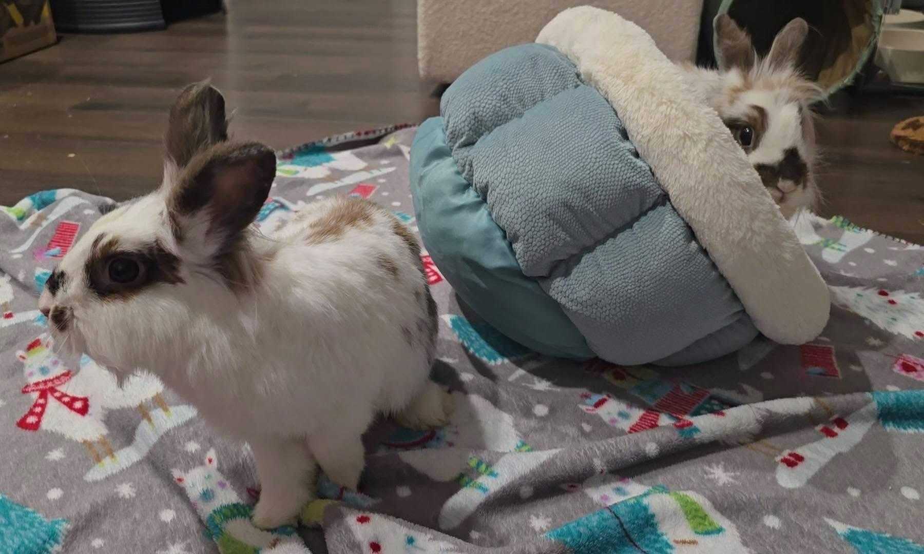Enlarge Lala and Loopsy, a Adoptable Lionhead in St. Charles, MO image 4/5