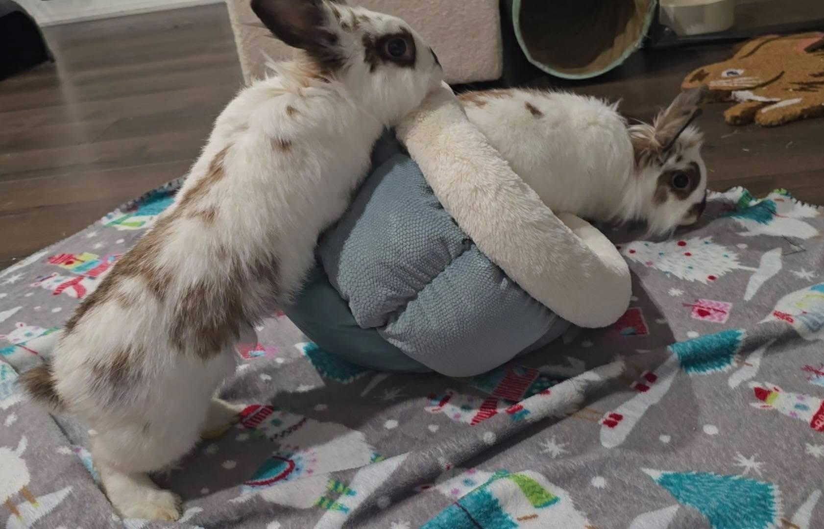 Enlarge Lala and Loopsy, a Adoptable Lionhead in St. Charles, MO image 5/5