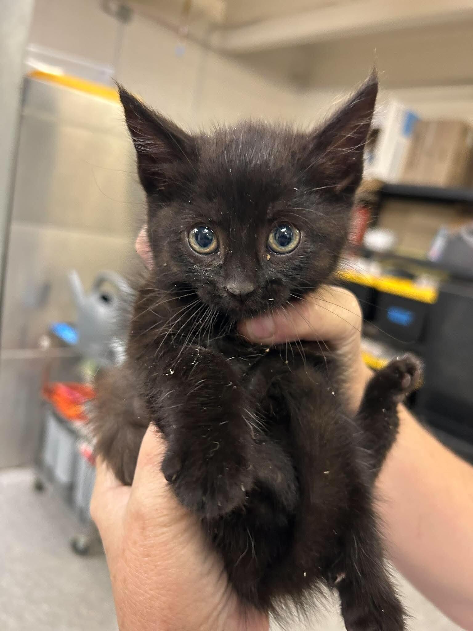 Cranberry Juice, Adoptable, Kitten Female Domestic Short Hair.