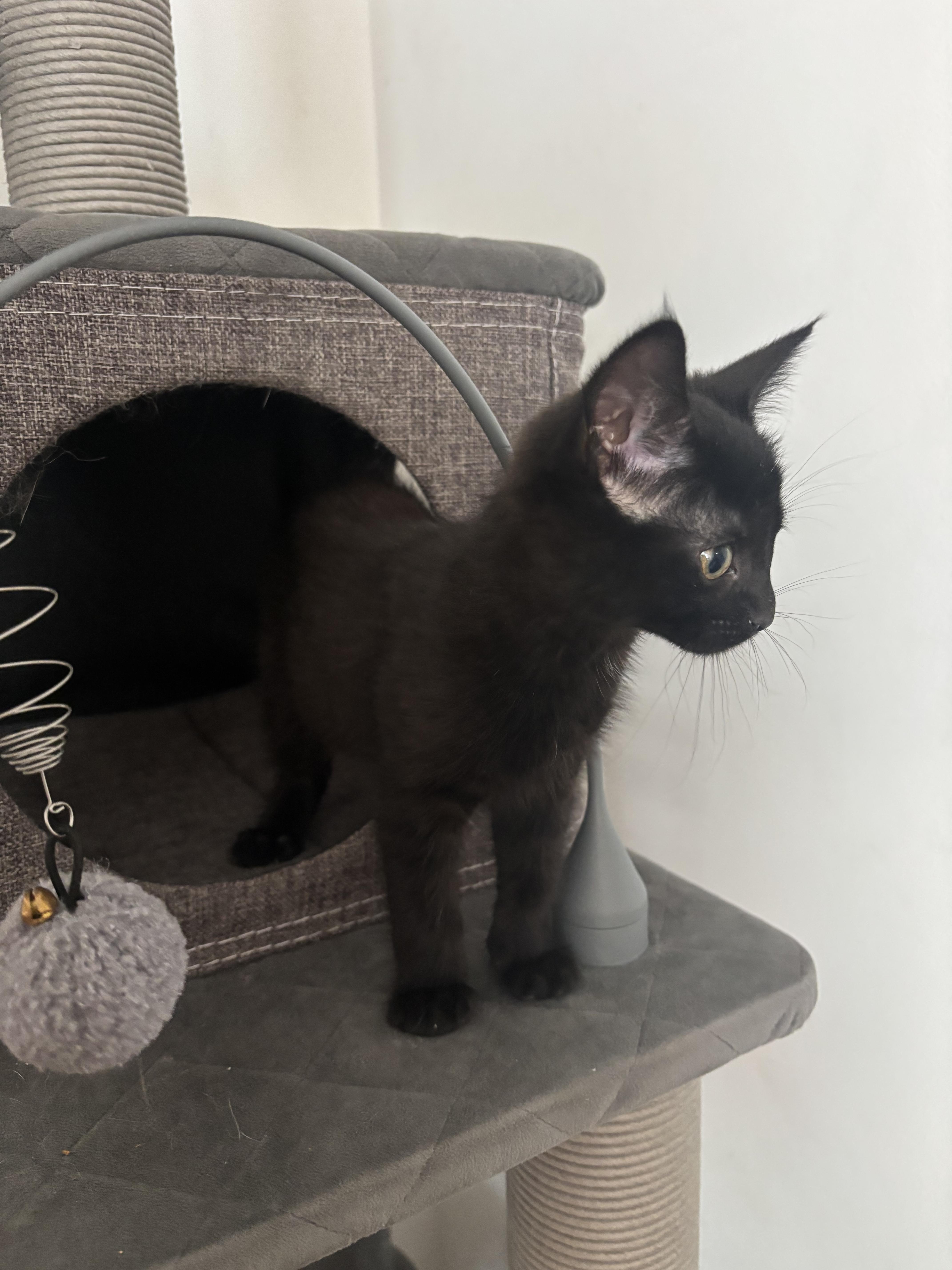 Cranberry Juice, a Adoptable Domestic Short Hair in Fruit Heights, UT image 2/6